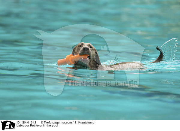 Labrador Retriever im Pool / Labrador Retriever in the pool / SK-01342