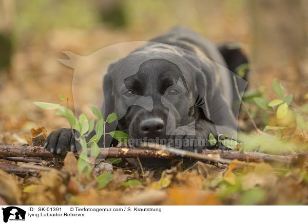 liegender Labrador Retriever / lying Labrador Retriever / SK-01391