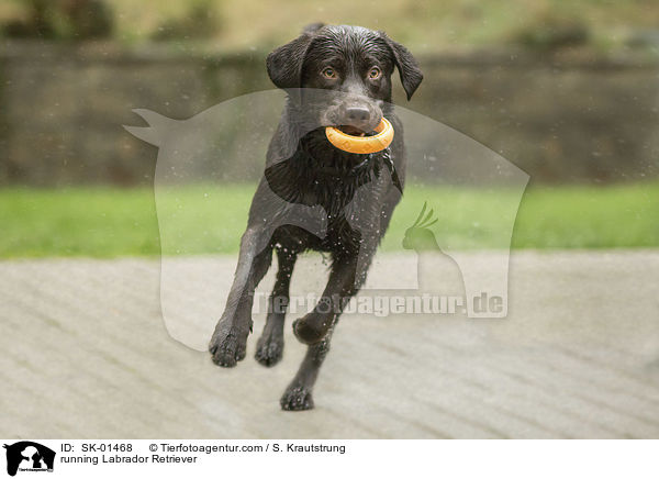 rennender Labrador Retriever / running Labrador Retriever / SK-01468