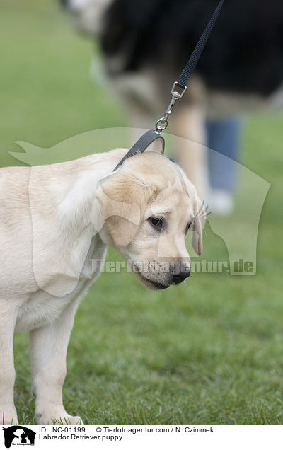 Labrador Retriever Welpe / Labrador Retriever puppy / NC-01199