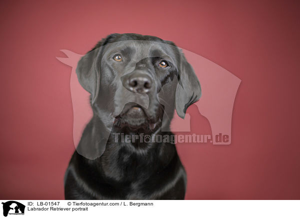 Labrador Retriever Portrait / Labrador Retriever portrait / LB-01547