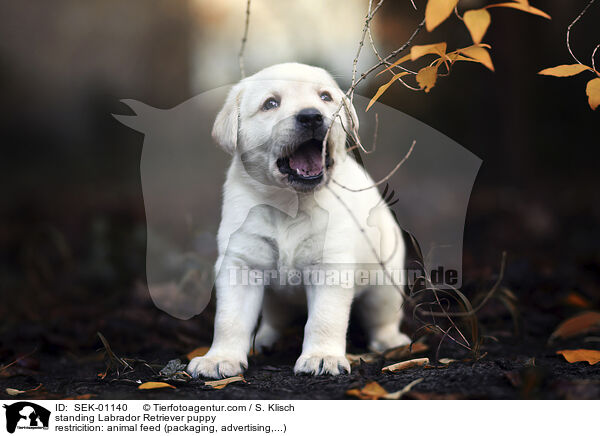 stehender Labrador Retriever Welpe / standing Labrador Retriever puppy / SEK-01140