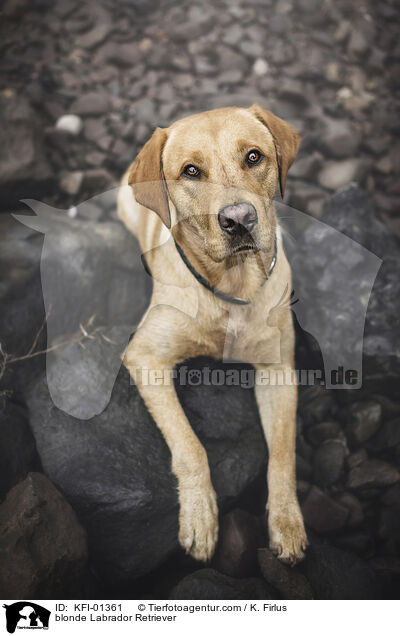 blonder Labrador Retriever / blonde Labrador Retriever / KFI-01361