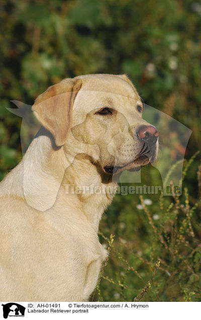 Labrador Retriever Portrait / Labrador Retriever portrait / AH-01491