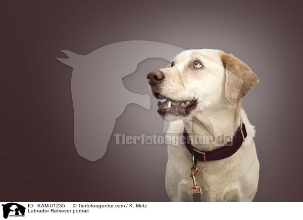 Labrador Retriever Portrait / Labrador Retriever portrait / KAM-01235