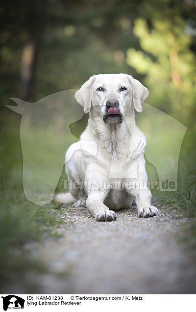 liegender Labrador Retriever / lying Labrador Retriever / KAM-01238
