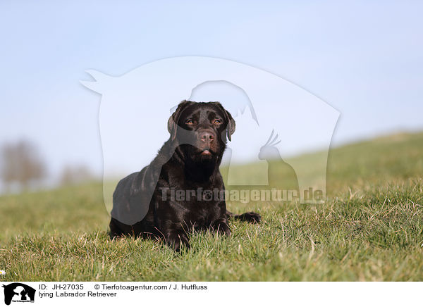 liegender Labrador Retriever / lying Labrador Retriever / JH-27035