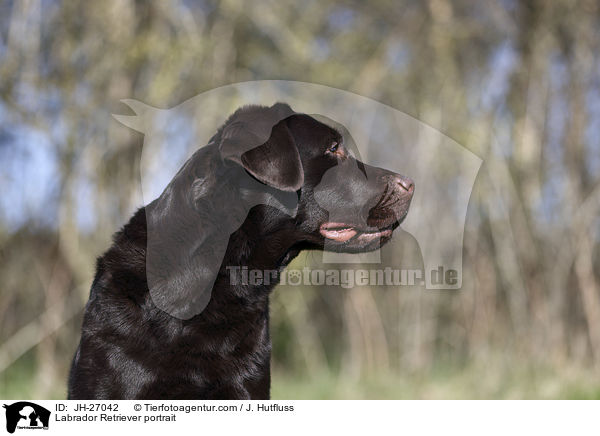 Labrador Retriever Portrait / Labrador Retriever portrait / JH-27042