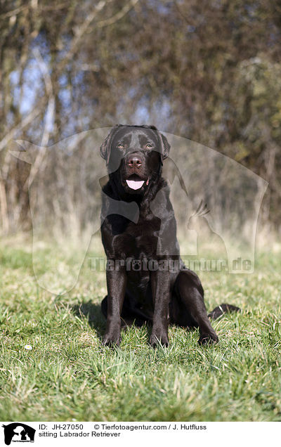 sitzender Labrador Retriever / sitting Labrador Retriever / JH-27050