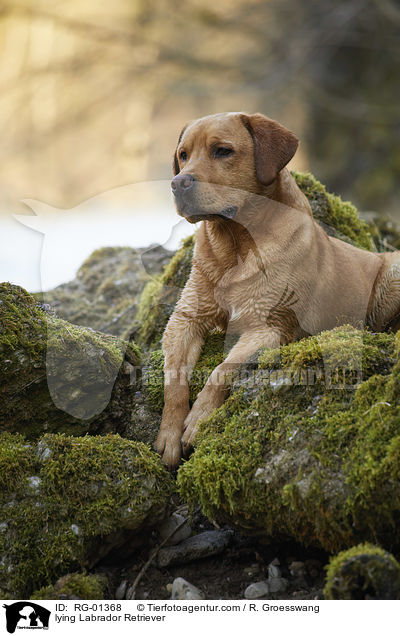 liegender Labrador Retriever / lying Labrador Retriever / RG-01368