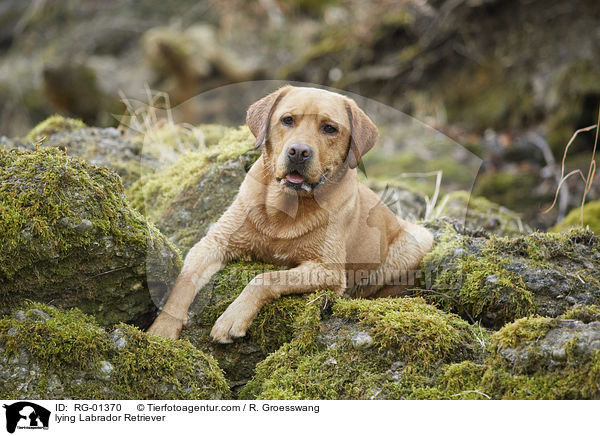 liegender Labrador Retriever / lying Labrador Retriever / RG-01370