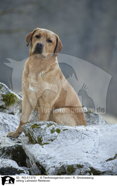 sitzender Labrador Retriever / sitting Labrador Retriever / RG-01379