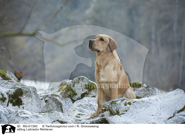 sitzender Labrador Retriever / sitting Labrador Retriever / RG-01380