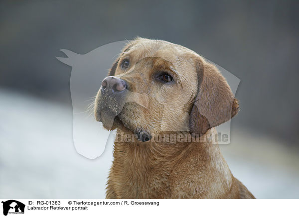 Labrador Retriever Portrait / Labrador Retriever portrait / RG-01383