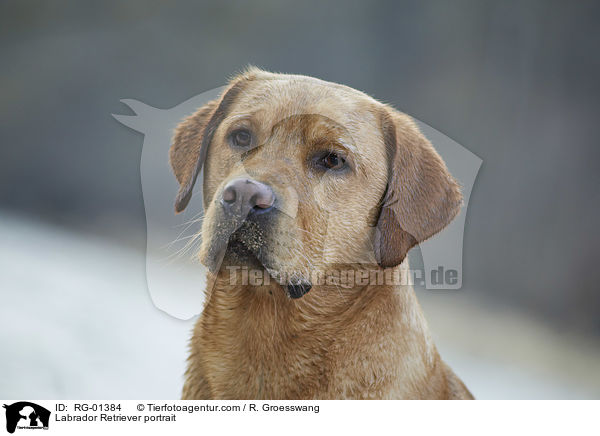 Labrador Retriever Portrait / Labrador Retriever portrait / RG-01384