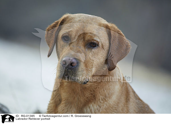 Labrador Retriever Portrait / Labrador Retriever portrait / RG-01385