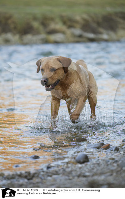 rennender Labrador Retriever / running Labrador Retriever / RG-01389