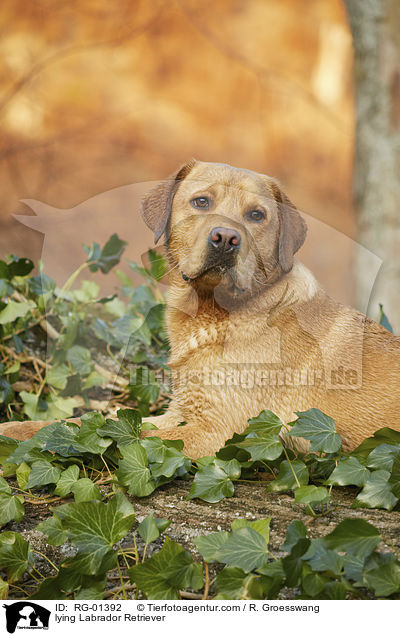 liegender Labrador Retriever / lying Labrador Retriever / RG-01392