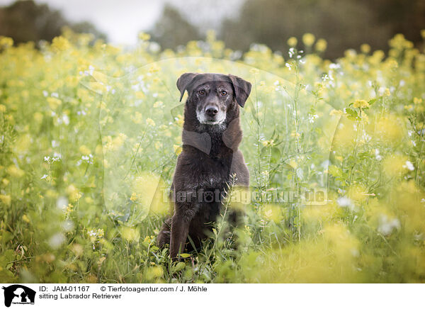 sitzender Labrador Retriever / sitting Labrador Retriever / JAM-01167