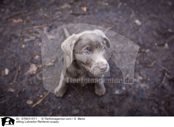 sitzender Labrador Retriever Welpe / sitting Labrador Retriever puppy / STM-01571