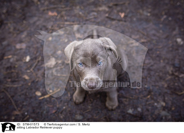 sitting Labrador Retriever puppy / STM-01573