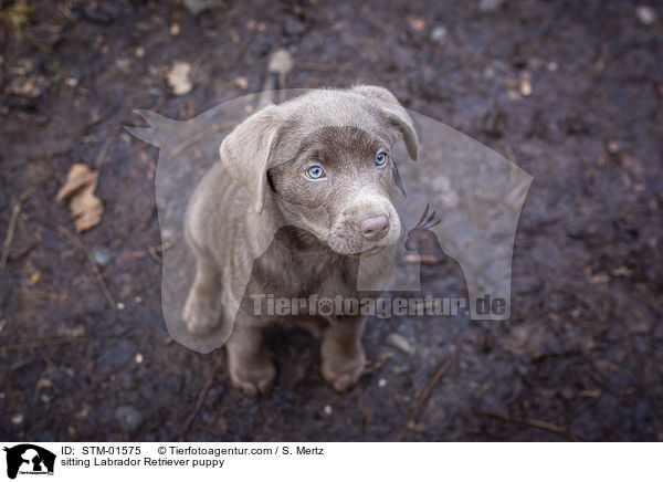 sitting Labrador Retriever puppy / STM-01575