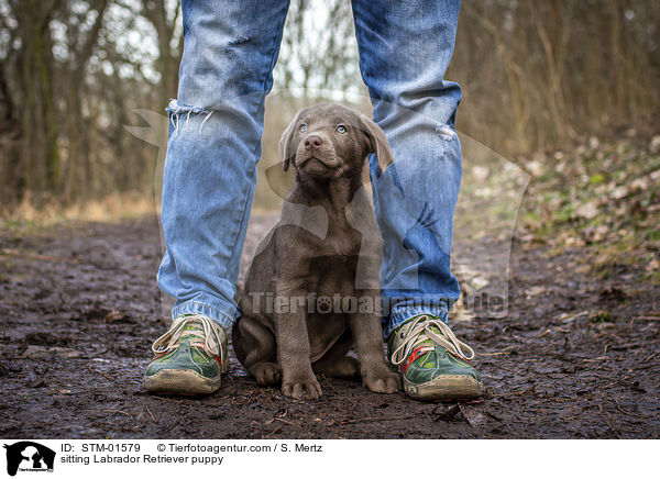 sitzender Labrador Retriever Welpe / sitting Labrador Retriever puppy / STM-01579