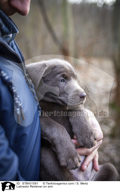 Labrador Retriever on arm / STM-01581