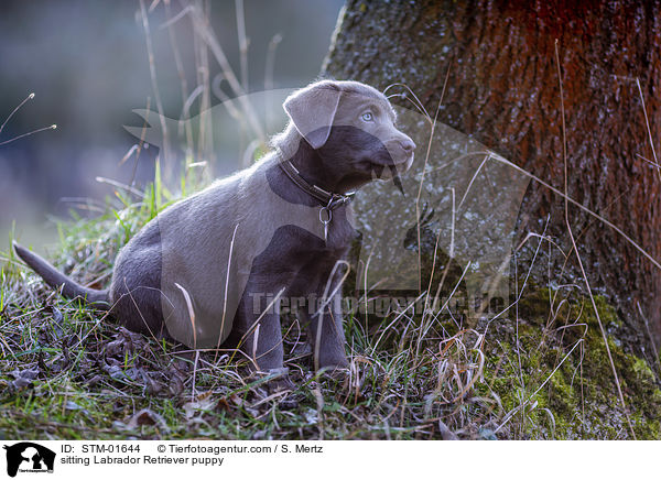 sitting Labrador Retriever puppy / STM-01644