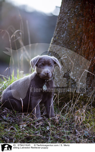 sitting Labrador Retriever puppy / STM-01645