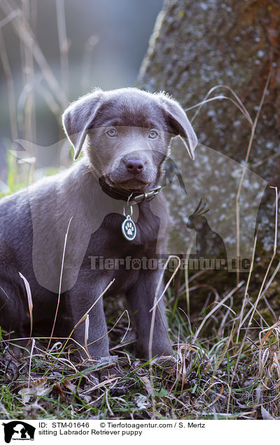 sitting Labrador Retriever puppy / STM-01646