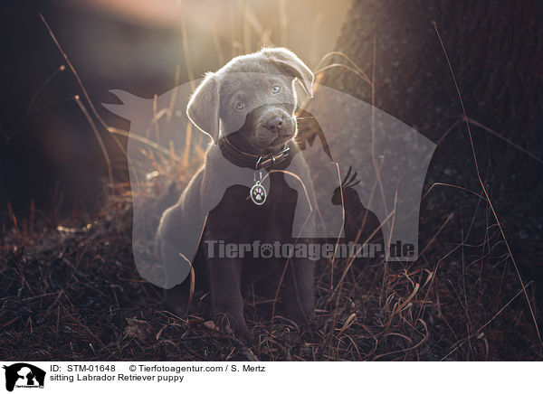 sitzender Labrador Retriever Welpe / sitting Labrador Retriever puppy / STM-01648