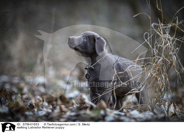 laufender Labrador Retriever Welpe / walking Labrador Retriever puppy / STM-01653