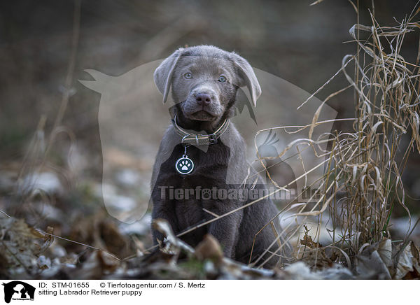 sitzender Labrador Retriever Welpe / sitting Labrador Retriever puppy / STM-01655