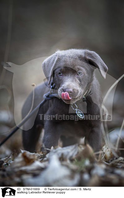 laufender Labrador Retriever Welpe / walking Labrador Retriever puppy / STM-01669