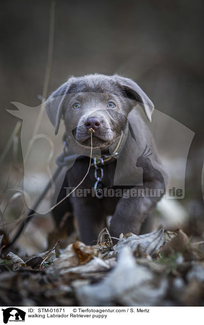 laufender Labrador Retriever Welpe / walking Labrador Retriever puppy / STM-01671