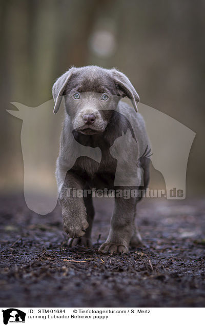 rennender Labrador Retriever Welpe / running Labrador Retriever puppy / STM-01684