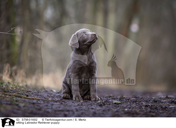 sitzender Labrador Retriever Welpe / sitting Labrador Retriever puppy / STM-01692