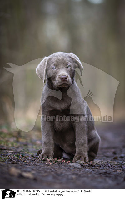 sitzender Labrador Retriever Welpe / sitting Labrador Retriever puppy / STM-01695