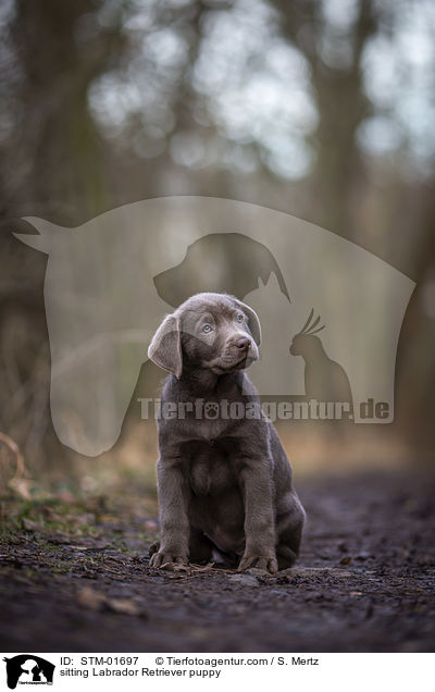 sitzender Labrador Retriever Welpe / sitting Labrador Retriever puppy / STM-01697