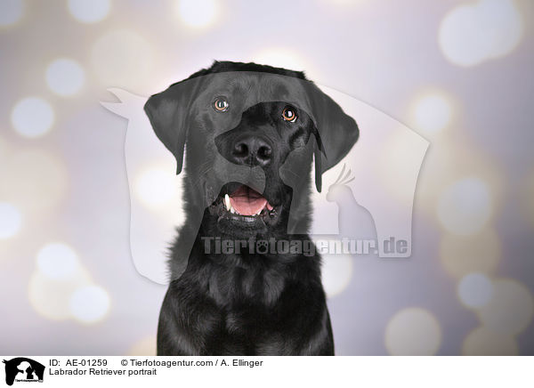 Labrador Retriever Portrait / Labrador Retriever portrait / AE-01259