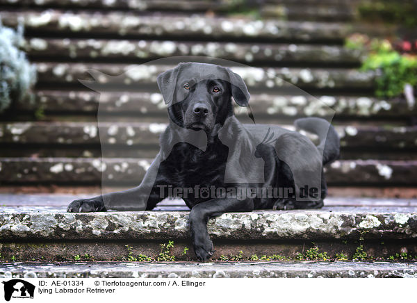 liegender Labrador Retriever / lying Labrador Retriever / AE-01334