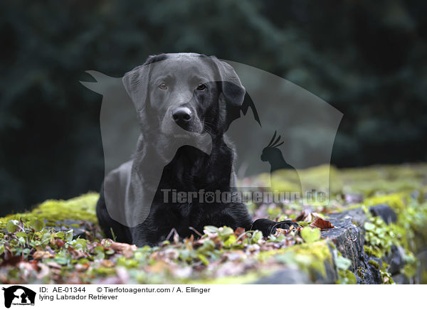 liegender Labrador Retriever / lying Labrador Retriever / AE-01344