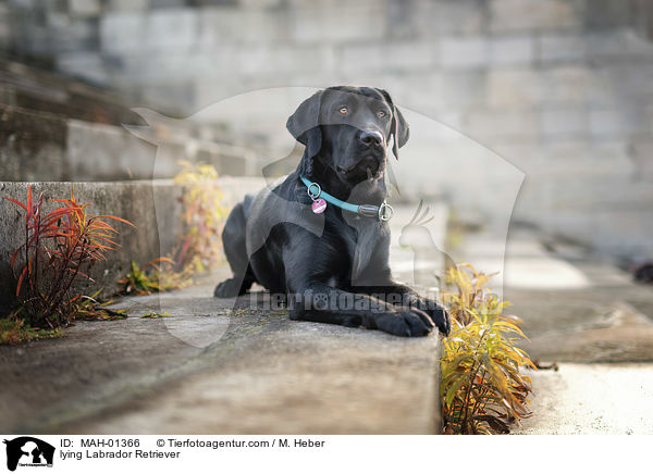 liegender Labrador Retriever / lying Labrador Retriever / MAH-01366