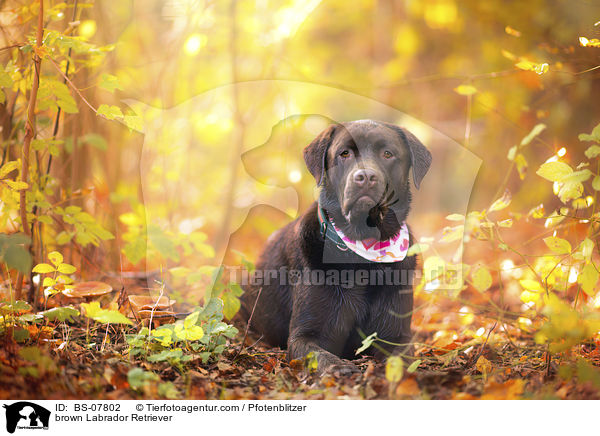 brauner Labrador Retriever / brown Labrador Retriever / BS-07802