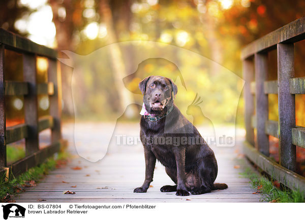 brauner Labrador Retriever / brown Labrador Retriever / BS-07804