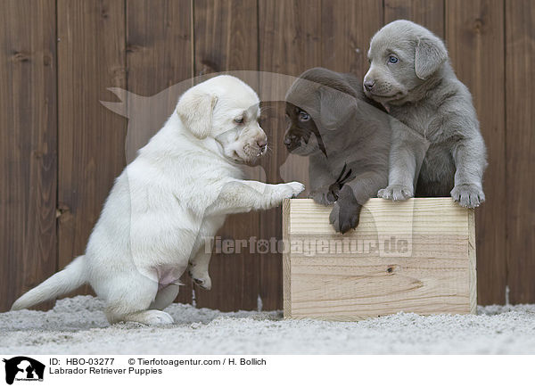 Labrador Retriever Welpen / Labrador Retriever Puppies / HBO-03277