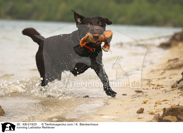 rennender Labrador Retriever / running Labrador Retriever / KB-01925