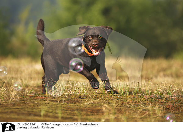 spielender Labrador Retriever / playing Labrador Retriever / KB-01941