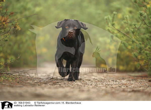 laufender Labrador Retriever / walking Labrador Retriever / KB-01943